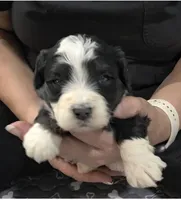 F1b Rickie, a male Miniature Bernedoodle for sale in Goshen, IN – 6 of 10