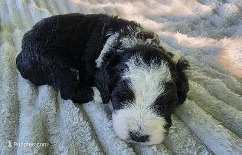 F1b Moose – Miniature Bernedoodle puppy for sale in Goshen, IN