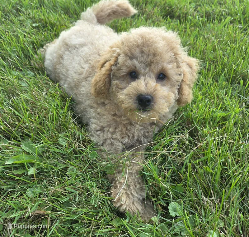 F1b Champ  – Miniature Goldendoodle puppy for sale in Goshen, IN