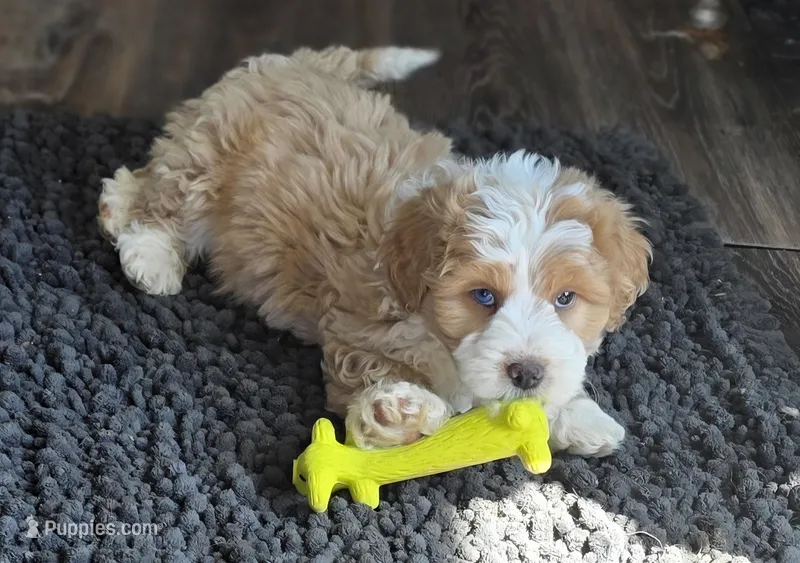 F1b Arrow – Miniature Bernedoodle puppy for sale in Goshen, IN