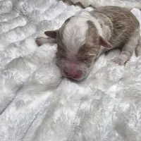 F1b Arrow, a male Miniature Bernedoodle for sale in Goshen, IN – Photo 7 of 10