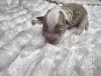 Arrow, a male Miniature Bernedoodle for sale in Goshen, IN – Photo 2 of 2