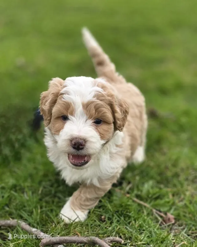 Arrow – Miniature Bernedoodle puppy for sale in Goshen, IN