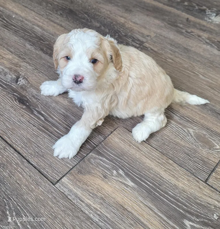 Arrow – Miniature Bernedoodle puppy for sale in Goshen, IN