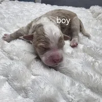 F1b Arrow, a male Miniature Bernedoodle for sale in Goshen, IN – Photo 8 of 10