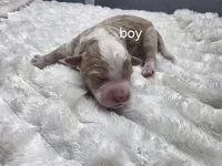 Arrow, a male Miniature Bernedoodle for sale in Goshen, IN – Photo 1 of 2