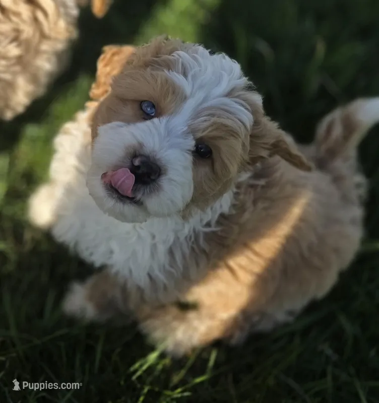 F1b Arrow – Miniature Bernedoodle puppy for sale in Goshen, IN