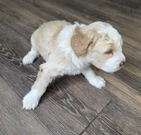 F1b Arrow, a male Miniature Bernedoodle for sale in Goshen, IN – Photo 3 of 10