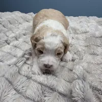 F1b Arrow, a male Miniature Bernedoodle for sale in Goshen, IN – Photo 5 of 10