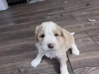 F1b Arrow, a male Miniature Bernedoodle for sale in Goshen, IN – Photo 4 of 10