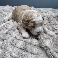 F1b Arrow, a male Miniature Bernedoodle for sale in Goshen, IN – Photo 6 of 10