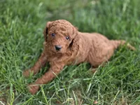 F1b Nina, a female Miniature Goldendoodle for sale in Goshen, IN – 1 of 3