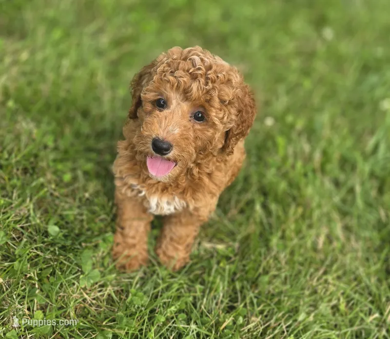 F1b Lala – Miniature Goldendoodle puppy for sale in Goshen, IN