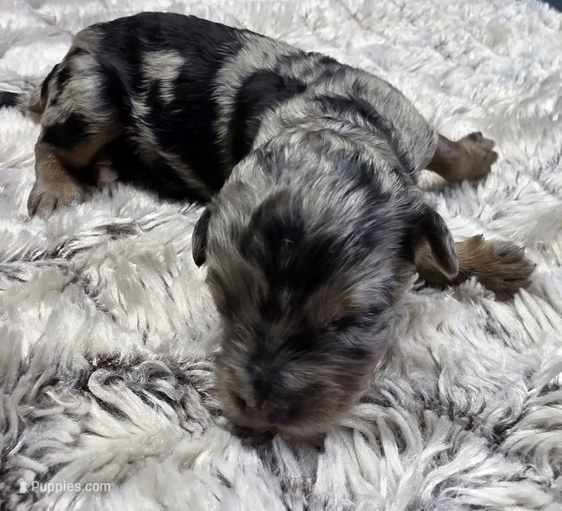 F1b Frank – Miniature Bernedoodle puppy for sale in Goshen, IN