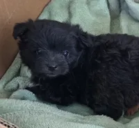 Raven, a female Pomapoo for sale in Goshen, IN – 2 of 2