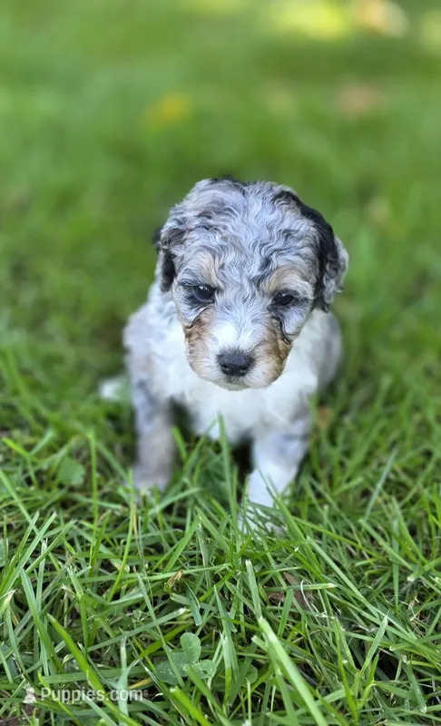 F1b Mikey – Miniature Bernedoodle puppy for sale in Goshen, IN