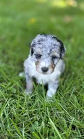 F1b Mikey, a male Miniature Bernedoodle for sale in Goshen, IN – 5 of 10