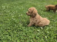 F1b Leo, a male Miniature Goldendoodle for sale in Goshen, IN – 3 of 4