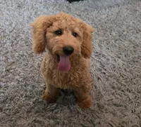 F1b Teddy, a male Miniature Goldendoodle for sale in Goshen, IN – 5 of 6