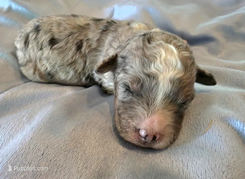 F1b Stella – Miniature Bernedoodle puppy for sale in Goshen, IN