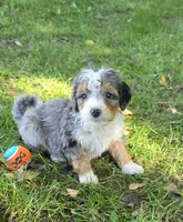 F1b Darling, a male Miniature Bernedoodle for sale in Goshen, IN – 2 of 10