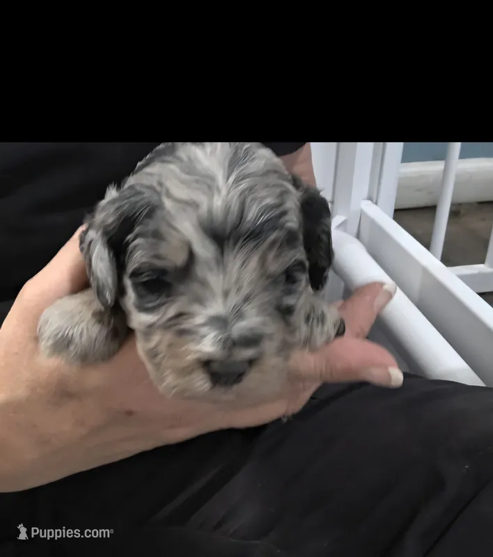 F1b Hank – Miniature Bernedoodle puppy for sale in Goshen, IN