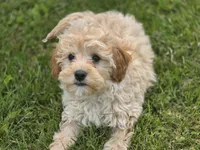 F1b Hank, a male Cavapoo for sale in Goshen, IN – 2 of 9