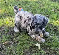F1b Hank, a male Miniature Bernedoodle for sale in Goshen, IN – 3 of 9