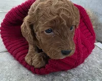 F1b Holly, a male Miniature Goldendoodle for sale in Goshen, IN – Photo 3 of 6