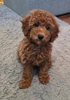 F1b Holly, a male Miniature Goldendoodle for sale in Goshen, IN – Photo 1 of 6