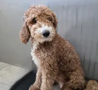 F1b Holly, a male Miniature Goldendoodle for sale in Goshen, IN – Photo 5 of 6