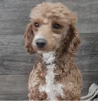 F1b Holly, a male Miniature Goldendoodle for sale in Goshen, IN – Photo 6 of 6