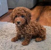 F1b Holly, a male Miniature Goldendoodle for sale in Goshen, IN – Photo 2 of 6