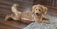 F1b Teddy, a male Miniature Goldendoodle for sale in Goshen, IN – 4 of 6