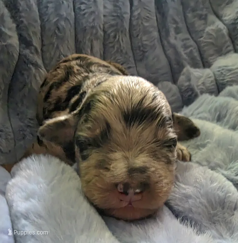 F1b Hank – Miniature Bernedoodle puppy for sale in Goshen, IN