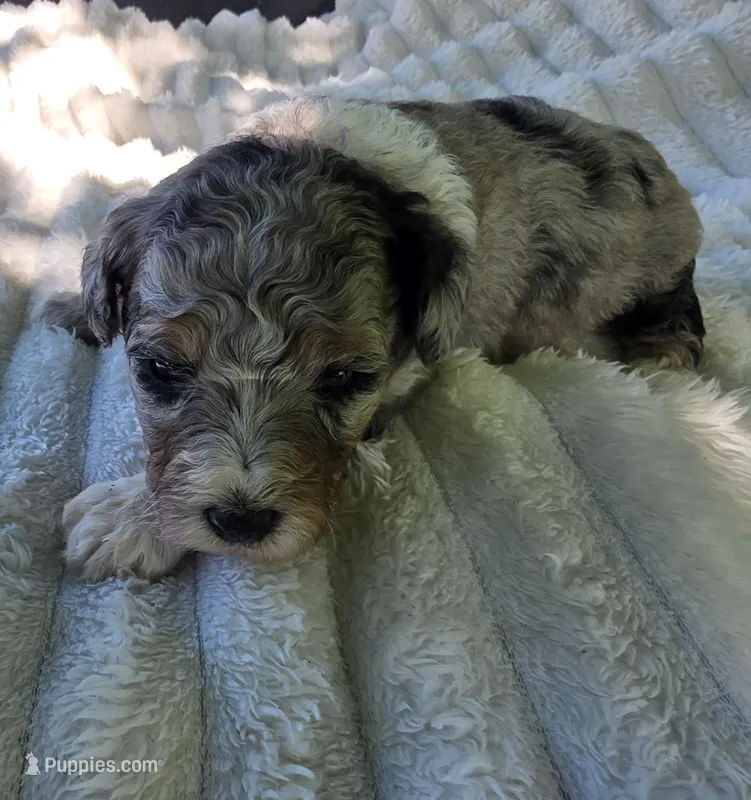 F1b Mikey – Miniature Bernedoodle puppy for sale in Goshen, IN