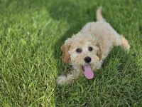 F1b Hank, a male Cavapoo for sale in Goshen, IN – 5 of 9
