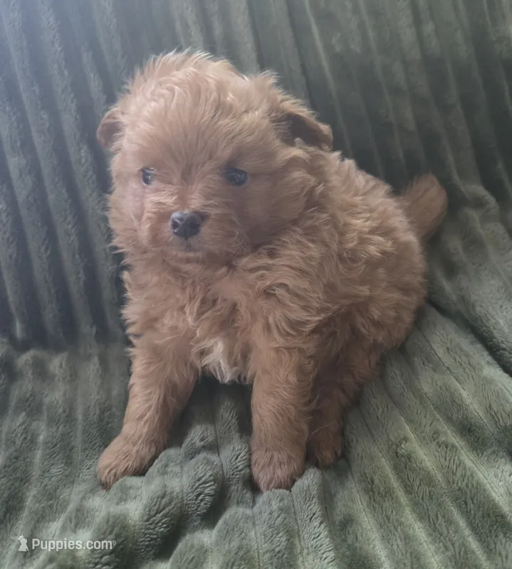 Murphy – Pomapoo puppy for sale in Goshen, IN