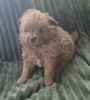 Murphy, a male Pomapoo for sale in Goshen, IN – 1 of 1