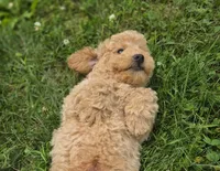 F1b Champ , a male Miniature Goldendoodle for sale in Goshen, IN – 2 of 5