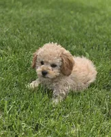 F1b Lady, a female Cavapoo for sale in Goshen, IN – 6 of 7