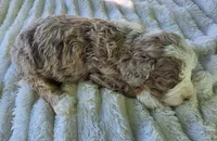 F1b Dolly, a female Miniature Bernedoodle for sale in Goshen, IN – 7 of 10