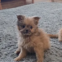 Tommy, a male Pomapoo for sale in Goshen, IN – Photo 7 of 7