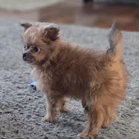 Tommy, a male Pomapoo for sale in Goshen, IN – Photo 5 of 7