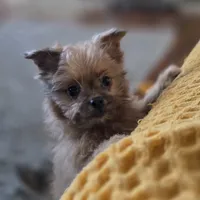 Tommy, a male Pomapoo for sale in Goshen, IN – Photo 3 of 7