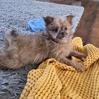 Tommy, a male Pomapoo for sale in Goshen, IN – Photo 2 of 7