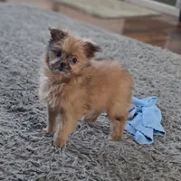 Tommy, a male Pomapoo for sale in Goshen, IN – Photo 1 of 7