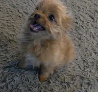 Tommy, a male Pomapoo for sale in Goshen, IN – Photo 2 of 9