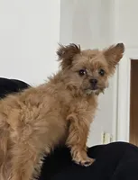 Tommy, a male Pomapoo for sale in Goshen, IN – Photo 8 of 8