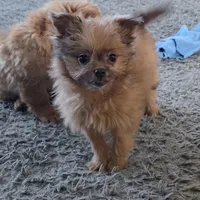 Tommy, a male Pomapoo for sale in Goshen, IN – Photo 6 of 7
